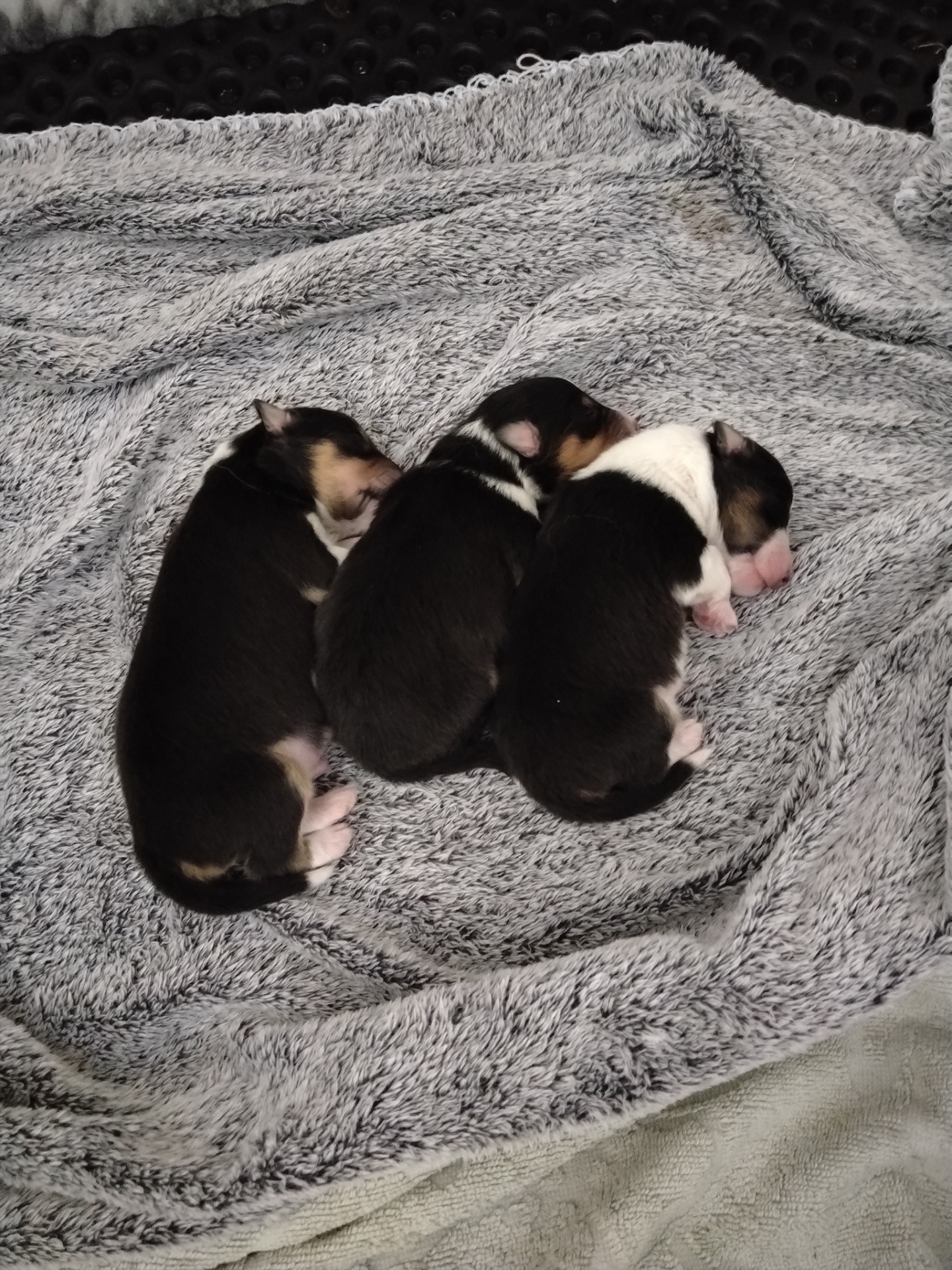 FURRY HAVEN BABIES 